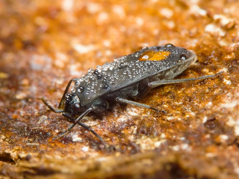 Aphanus rolandri (Linnaeus, 1758)